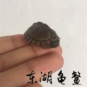 2016剃刀龟活体剃刀苗 宠物龟乌龟屋顶龟3cm