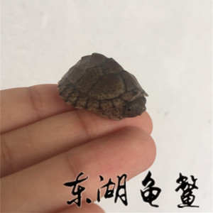 2016剃刀龟活体剃刀苗 宠物龟乌龟屋顶龟3cm