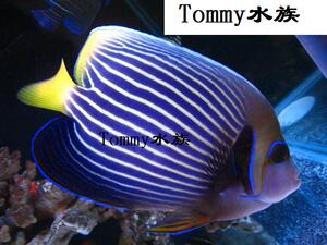 海水鱼 皇后神仙鱼 海水珊瑚鱼 皇后神仙 蓝圈 圈帝 皇帝神仙优惠价950元,皇后神仙鱼精心为您挑选-麦尔网购导航-网购宝