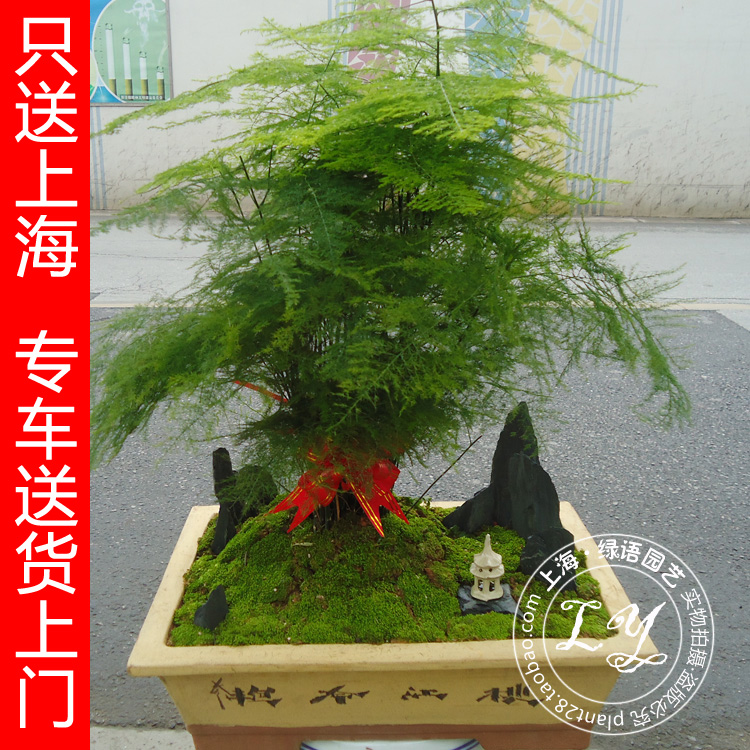 【实物拍摄】文竹盆栽又名云竹 多年生常绿草本植物 限送上海