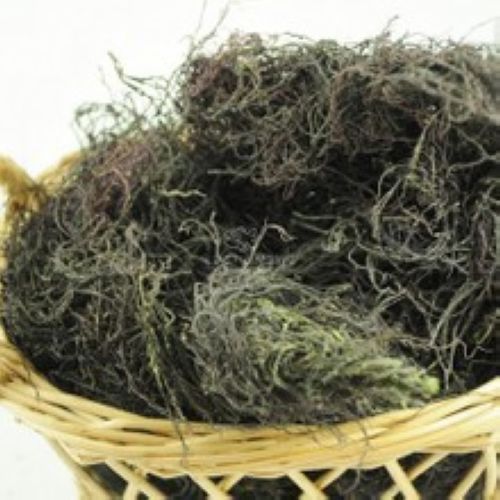 海草屋*干龙须菜 海发菜 南极发藻 头发菜 平衡