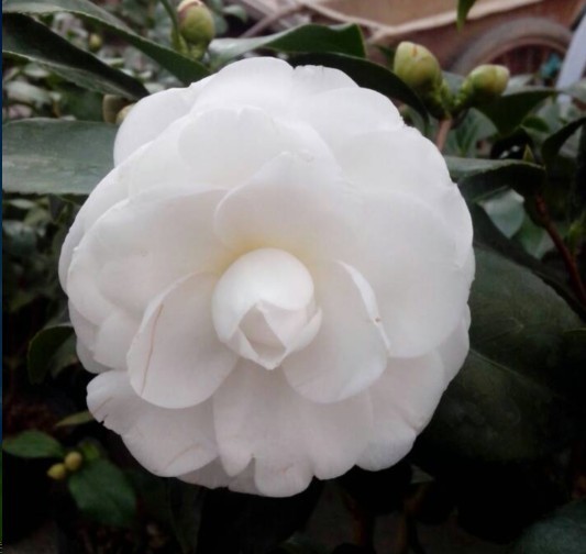 白雪塔茶花又名观音白 白色茶花盆栽 多分枝 品种保证 实物拍摄