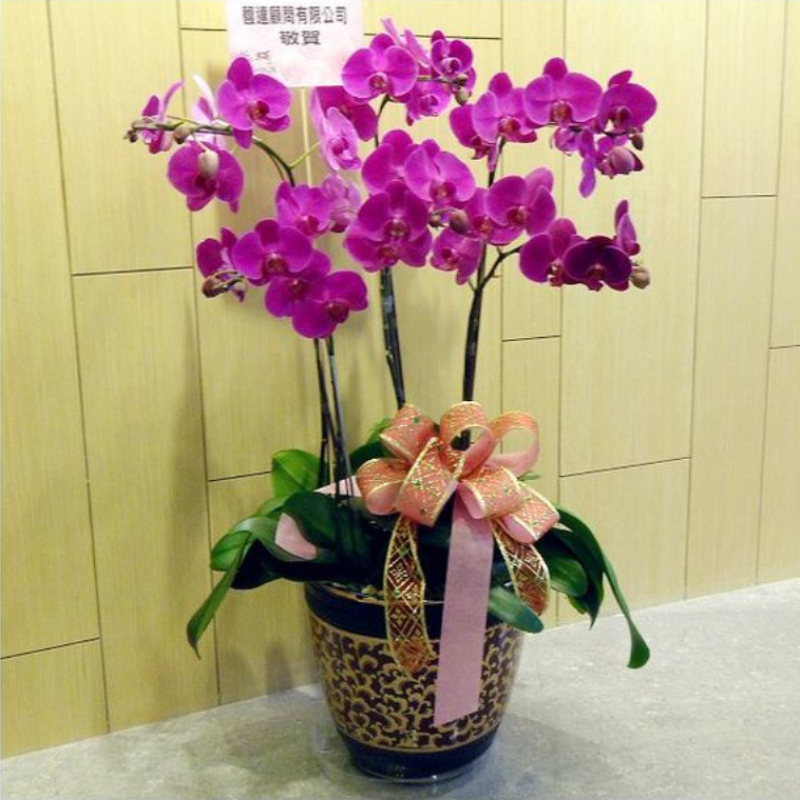 冬珊铜川蝴蝶兰花卉 宝鸡绿植盆栽咸阳鲜花同