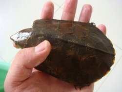 宠物\/宠物食品及用品,龟,乌龟水晶宫水族器材宠