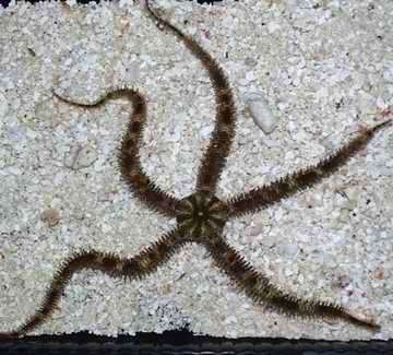 海水观赏珊瑚 活体海星 蛇海星|一淘网优惠购|购