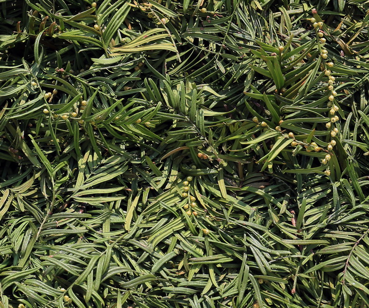 野生红豆杉树叶干红豆杉叶防癌抗癌茶叶(采用