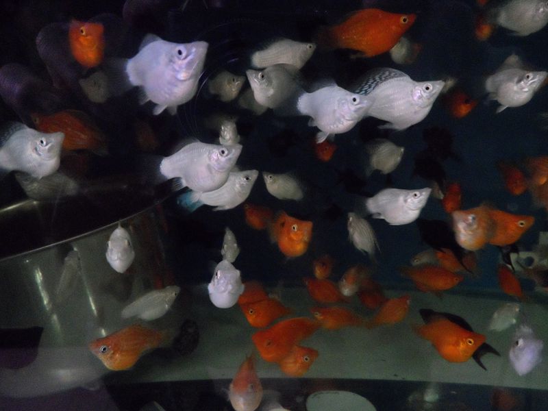 皮球鱼,玛丽鱼,黄,黑,白。小型热带鱼。胎生热带