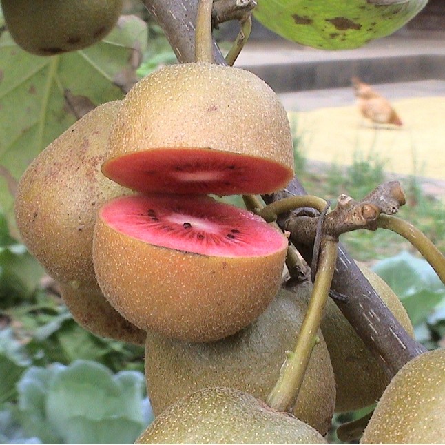 爬藤植物 地栽盆栽果树苗 猕猴桃树苗 当年结果