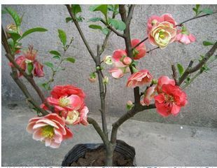 秒杀花卉盆景室内盆栽 西施海棠树 果树 果苗 海