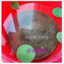 塘泥热销爆款|塘泥怎么用,塘泥发酵养蚯蚓|淘宝