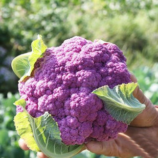 醉花苑 紫色花椰菜种子 蔬菜种子 西兰花 营养价值高 适合各地栽