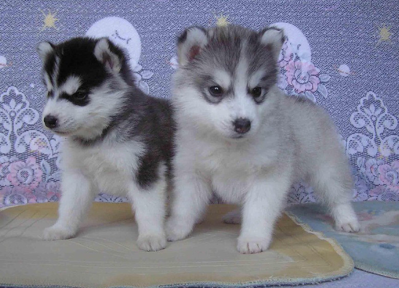 西伯利亚狼哈士奇狗幼犬出售 品相一流 价格低
