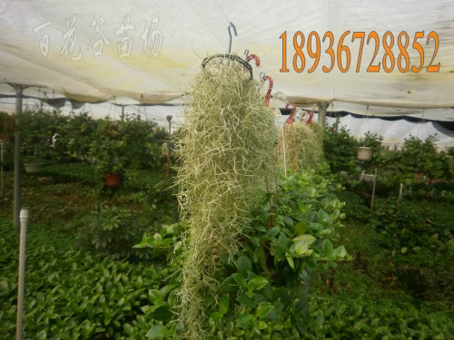 空气凤梨 空凤 松萝老人须 空气铁兰 无土栽植物