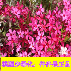 丛生福禄考 大苗三色 开花草坪彩色地毯 耐寒耐