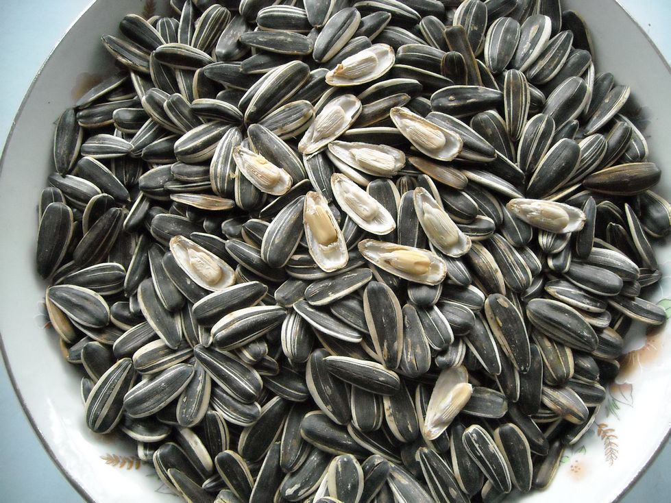 黑龙江特产东北转炉大瓜子斤 原味葵花籽毛嗑 特价10元运费不限重|一淘网优惠购|购就省钱