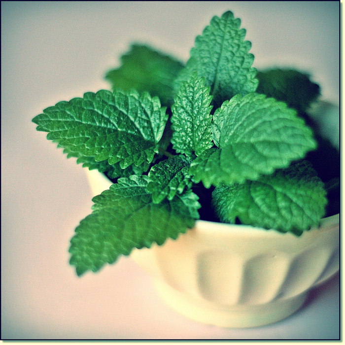 尹姬香蜂草,香蜂草纯露,香蜂草精油