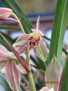 兰花---春剑篇 - 风轻云淡 - 风轻云淡