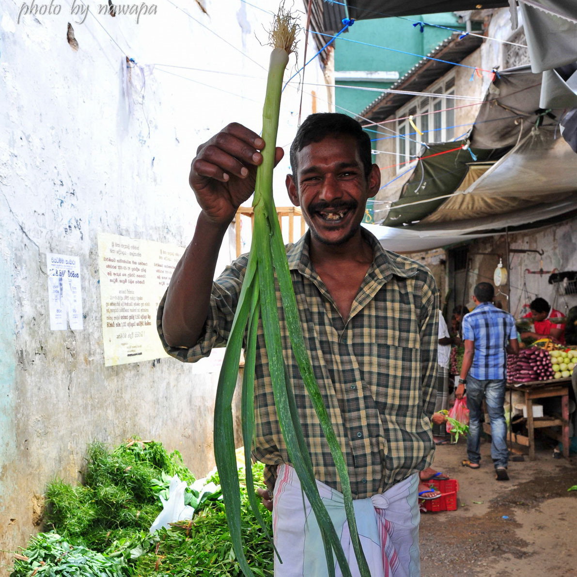 【广良达洋美国西蒜】洋大蒜苗种子西洋韭葱种