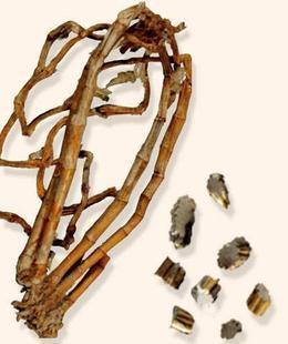 正品石斛黄草大根25克中药材中草药中医