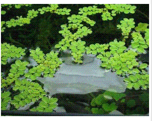 兰寿喂养浮萍!大家好,我刚开始养<em>金鱼</em>,买过一对