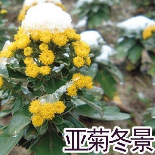 亚菊盆栽菊花苗大菊花苗盆栽 室内庭院花卉绿植 四季菊花当年开花