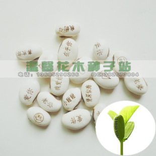 办公室最爱 魔豆种子 创意 阳台盆栽 3天发芽 容