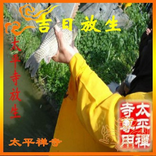 太平寺三月十六准提菩萨圣诞日放生 功德无量