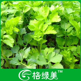 芹菜籽芹菜蔬菜种子阳台种菜盆栽高出芽率精装满38包邮