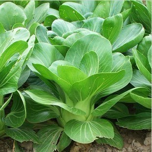 鸡毛菜小油菜 室内花盆盆栽植物阳台种菜