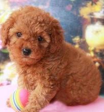 【活体玩具犬】最新最全活体玩具犬 产品参考