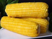 【天景玉米】最新最全天景玉米 产品参考信息