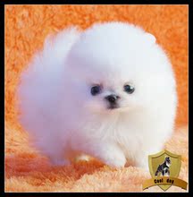 【白博美狐狸狗】最新最全白博美狐狸狗 产品