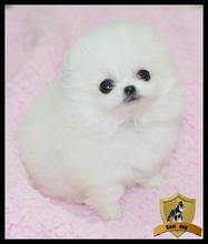 【白博美狐狸狗】最新最全白博美狐狸狗 产品