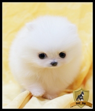 【白博美狐狸狗】最新最全白博美狐狸狗 产品