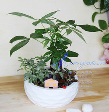 【发财树盆栽组合】最新最全发财树盆栽组合 