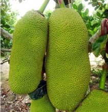 【马来西亚6号菠萝蜜】最新最全马来西亚6号