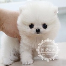 【白博美狐狸狗】最新最全白博美狐狸狗 产品