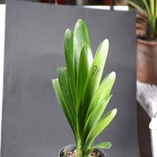 【长春君子兰油匠】最新最全长春君子兰油匠搭