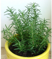 迷你桌面小植物,罗汉松玻璃水培套装