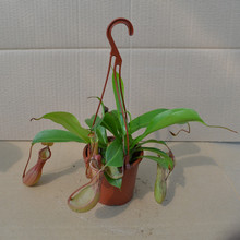 【驱虫草盆栽】最新最全驱虫草盆栽 产品参考