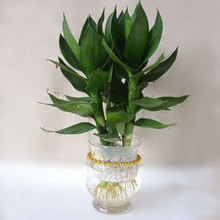 【水养竹子】最新最全水养竹子 产品参考信息