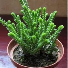 【多肉植物青锁龙属】最新最全多肉植物青锁龙