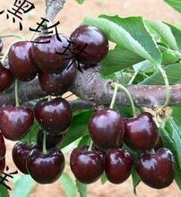 【黑珍珠樱桃树】最新最全黑珍珠樱桃树 产品