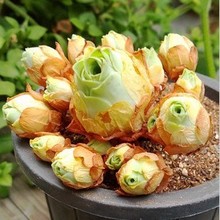 【多肉山地玫瑰】最新最全多肉山地玫瑰 产品