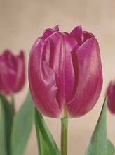 【荷兰花】最新最全荷兰花 产品参考信息