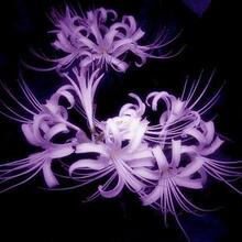 【紫罗兰花种】_绿植园艺价格_最新最全绿植