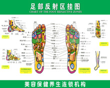 【脚底穴位图】最新最全脚底穴位图 产品参考