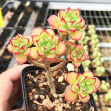 【酥皮鸭多肉老桩】最新最全酥皮鸭多肉老桩搭配优惠_一淘网