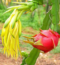 【火龙果苗盆栽】最新最全火龙果苗盆栽 产品