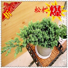【松树盆景植物】最新最全松树盆景植物 产品
